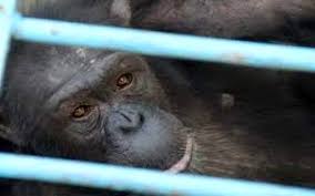 کرمی: نتیجه کالبدشکافی شامپانزه پارک ارم مشخص نشده است